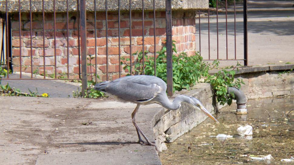 Free Image of Grey Stork 