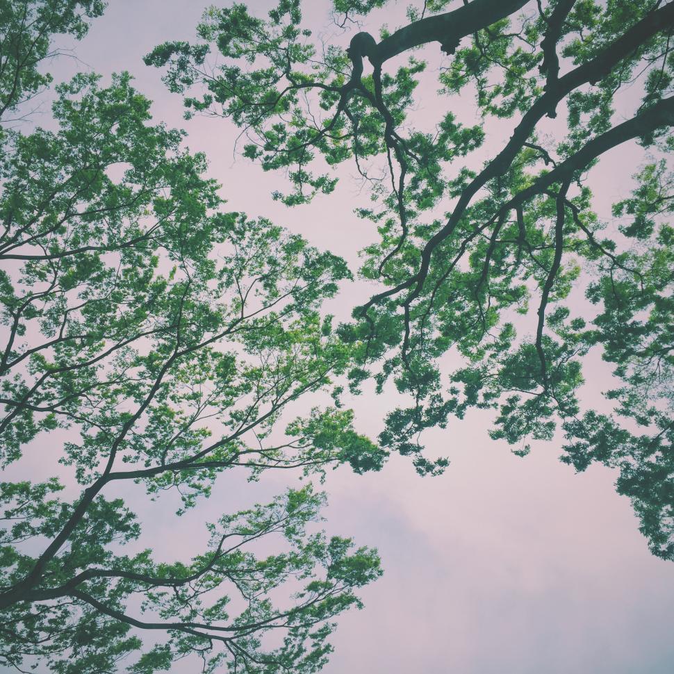Free Image of View of lush green trees against a soft pastel sky during the afternoon 