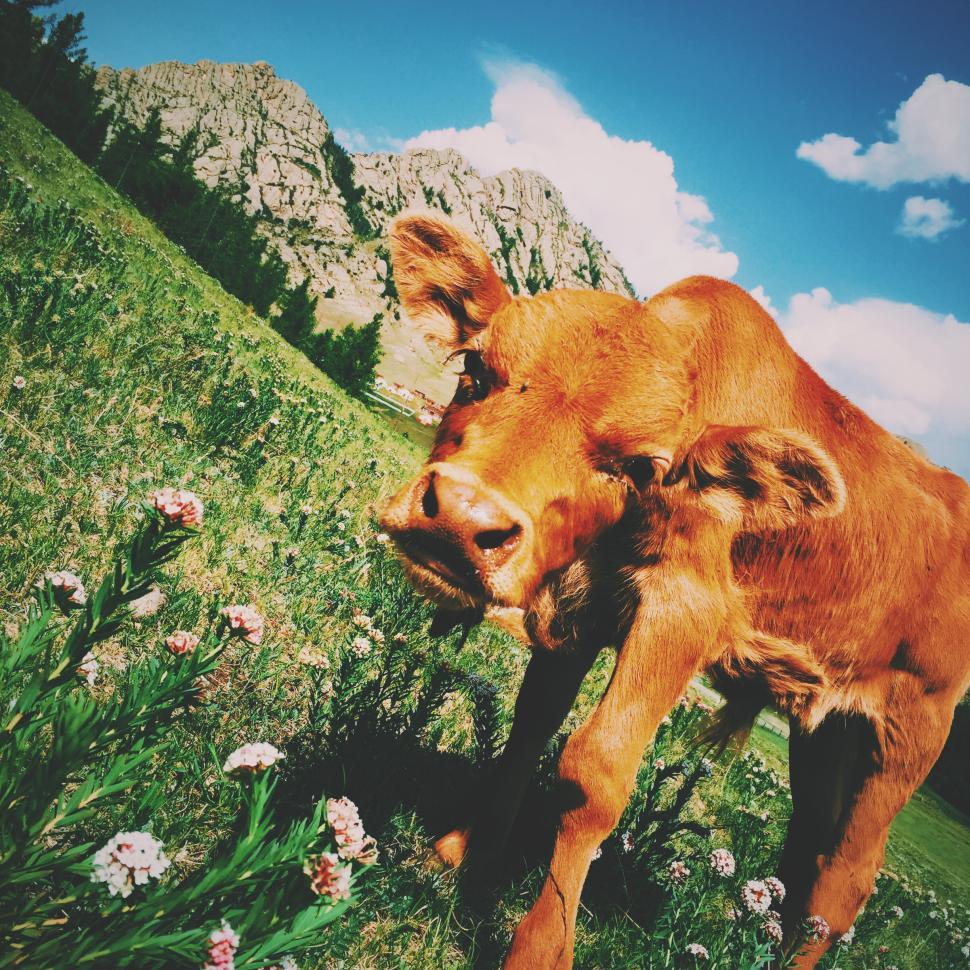 Free Image of Brown calf grazing in a scenic mountain meadow 