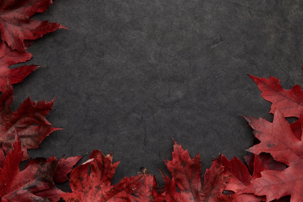 Free Image of Red maple leaves arranged on a dark textured background 