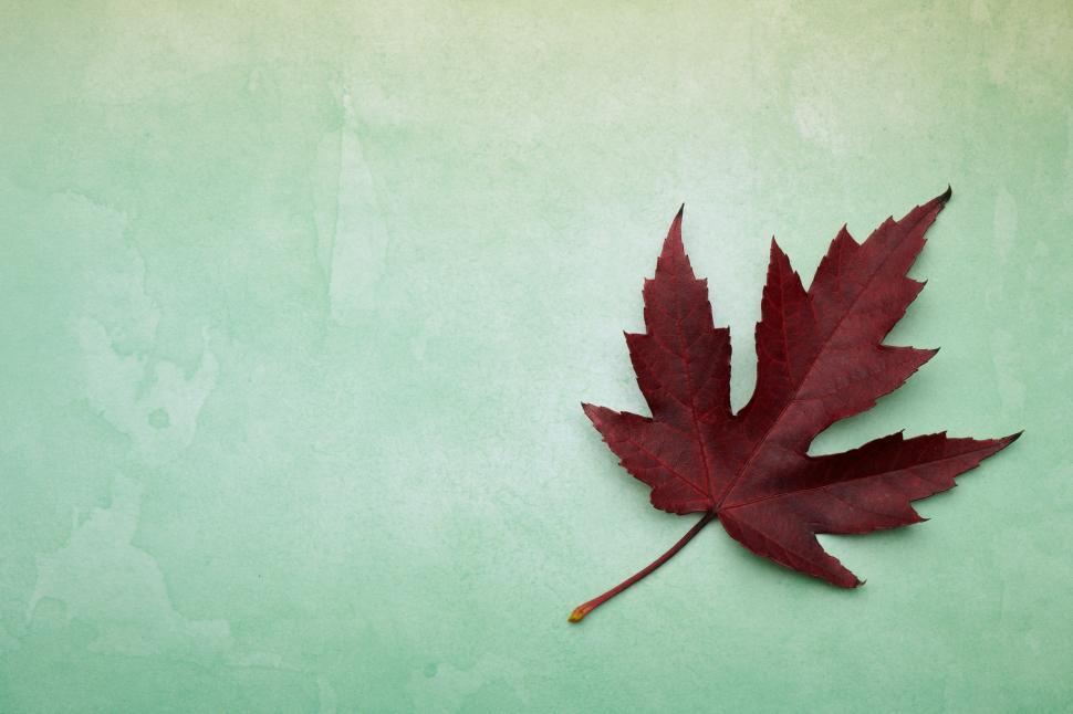 Free Image of Colorful maple leaf resting on a textured background 