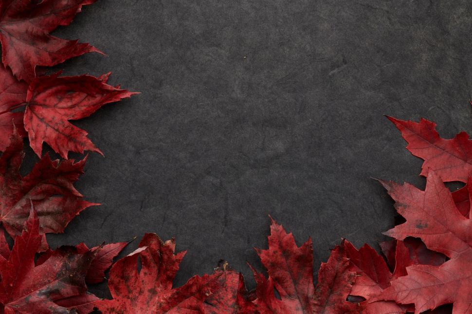 Free Image of Colorful autumn leaves arranged on a dark background 