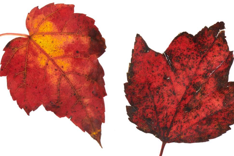 Free Image of Colorful autumn leaves displaying vibrant reds and yellows 