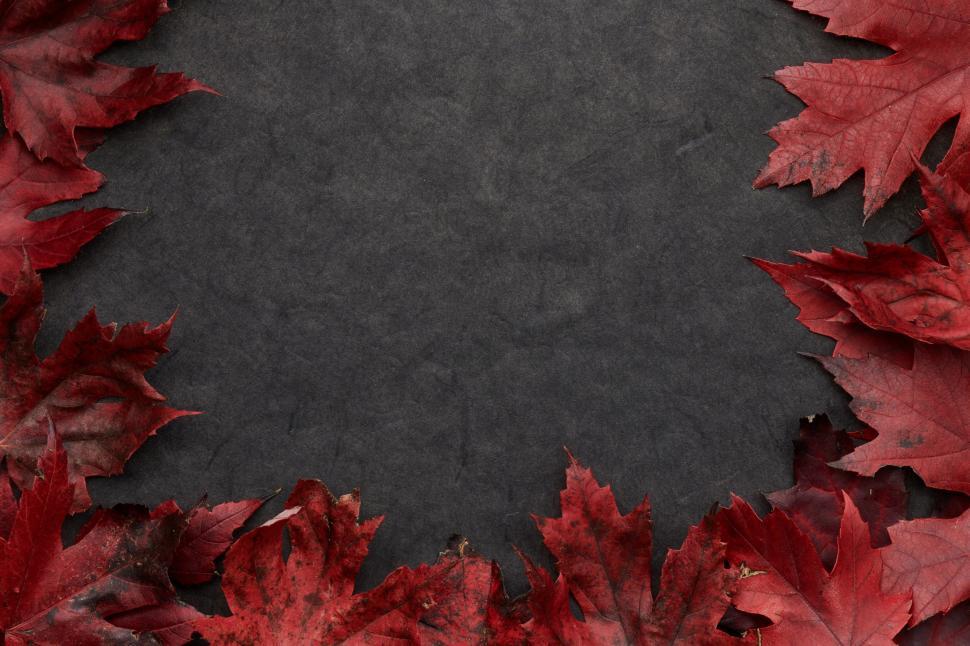 Free Image of Fall foliage decorates dark background in autumn colors 