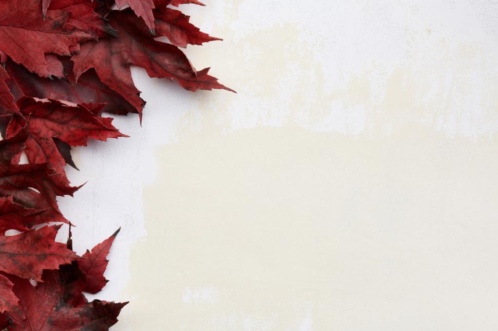 Free Image of Red maple leaves arranged on a light background 