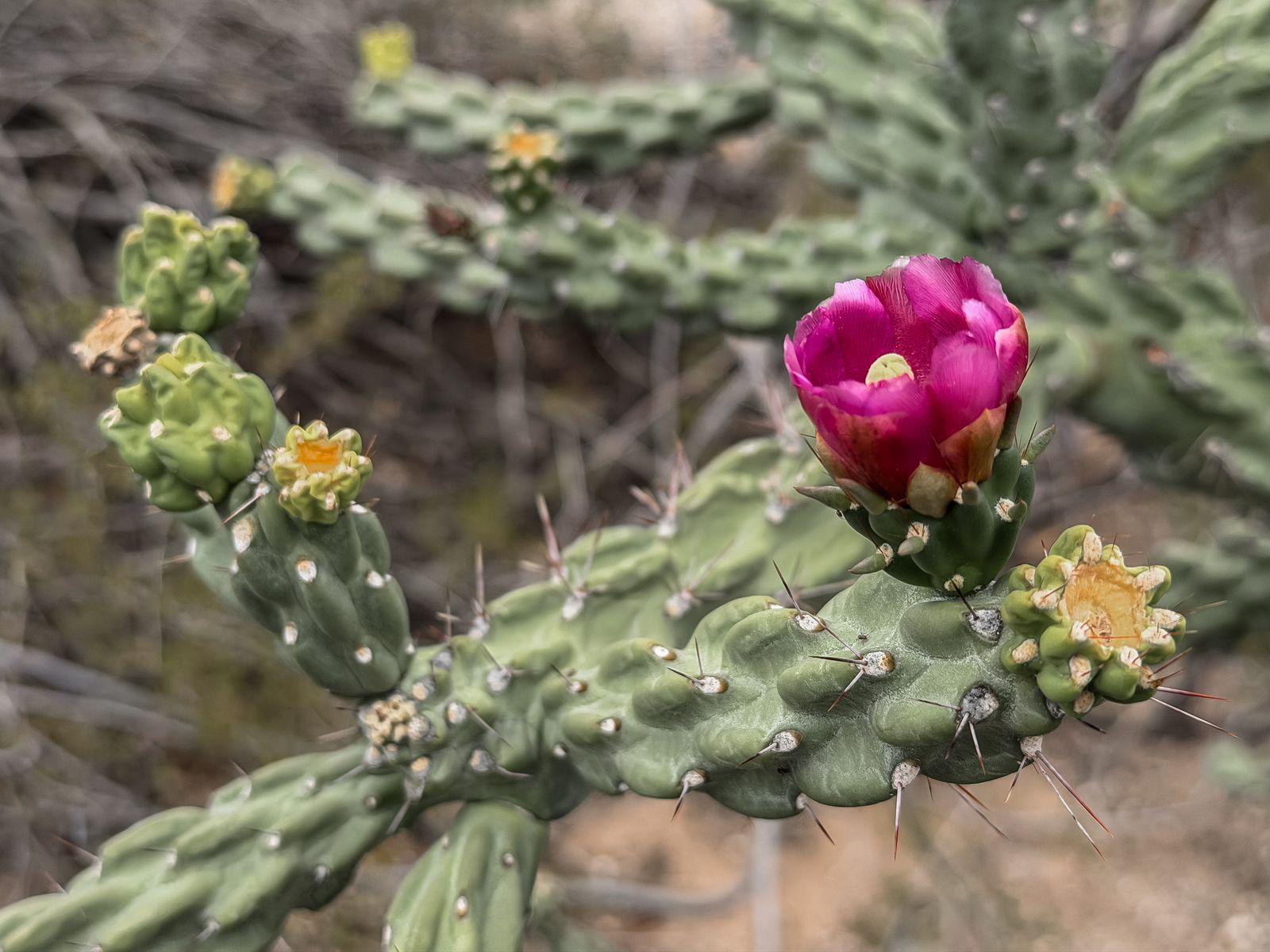 Free Image of Cactus blooms in desert landscape during spring season 
