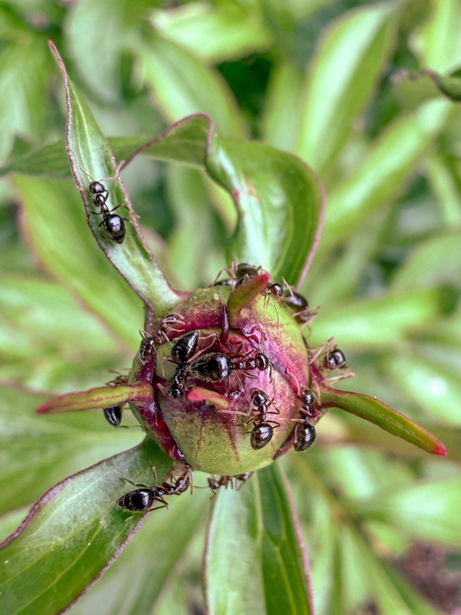 Free Image of Ants gather on a flower bud in a sunny garden 