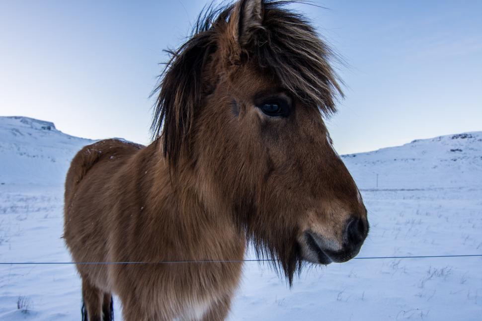 Free Image of Brown horse with a thick mane in a snowy landscape during winter 