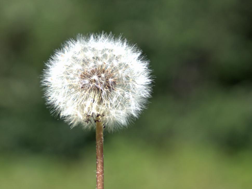 Free Image of Dandelion Puffball Against Green Background 