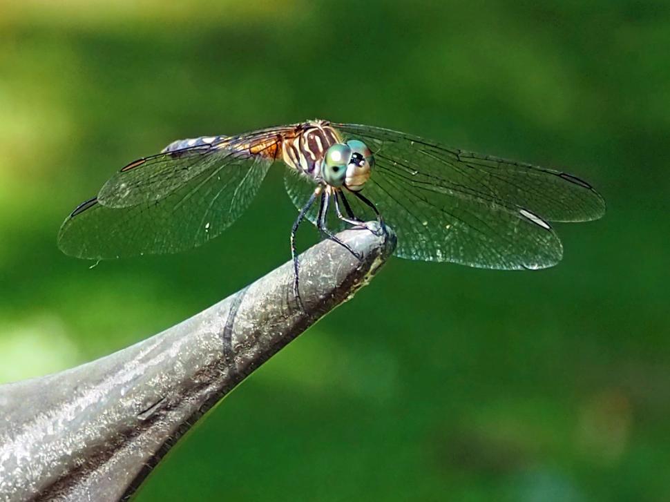 Free Image of Blue Dasher Dragonfly at Rest 