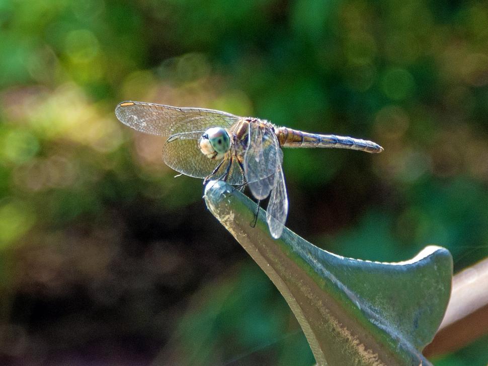 Free Image of Blue Dasher Dragonfly 