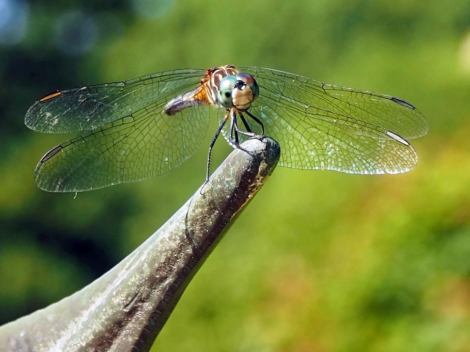 Free Image of Perching Blue Dasher Dragonfly 