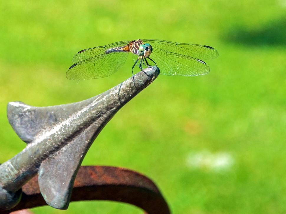 Free Image of Resting Blue Dasher Dragonfly 
