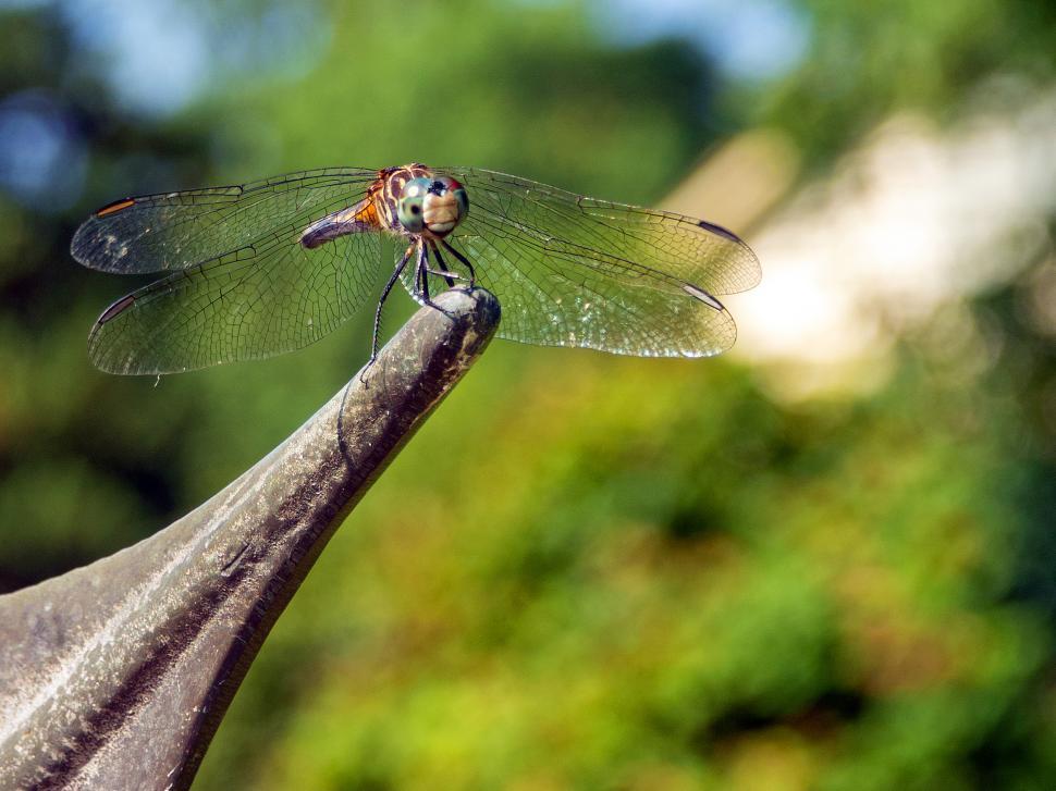 Free Image of Sunning Blue Dasher Dragonfly 