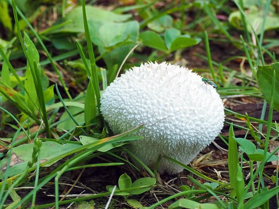 Free Image of Common Puffball Mushroom 