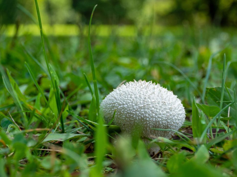 Free Image of Common Puffball Mushroom 