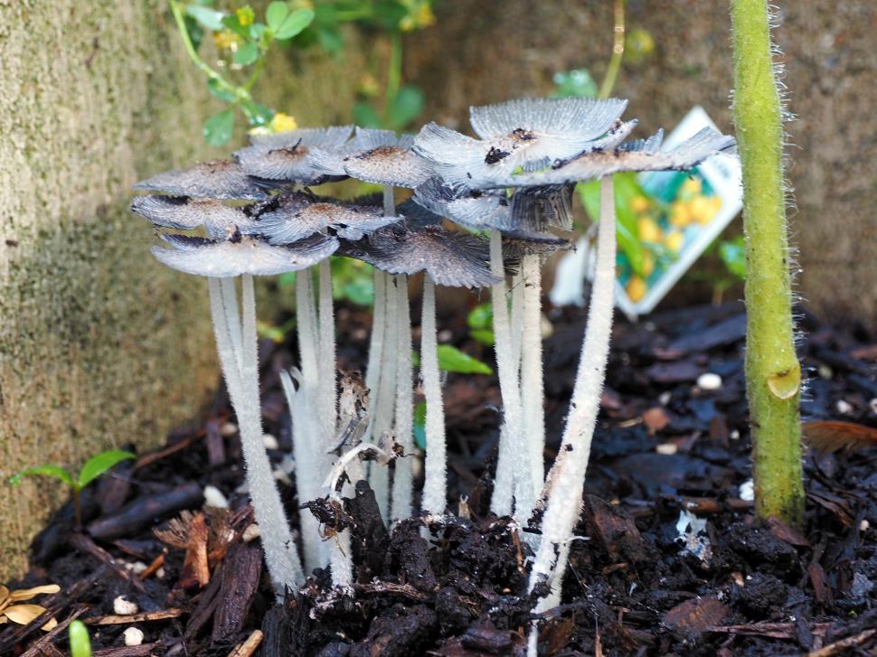 Free Image of Inkcap Mushrooms 