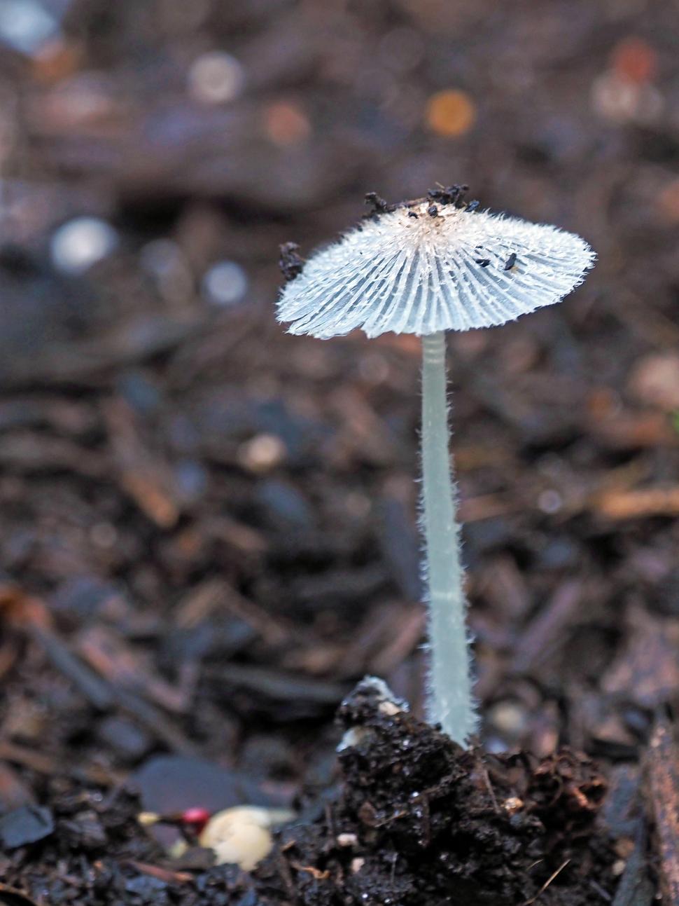Free Image of Pleated Inkcap Mushroom 