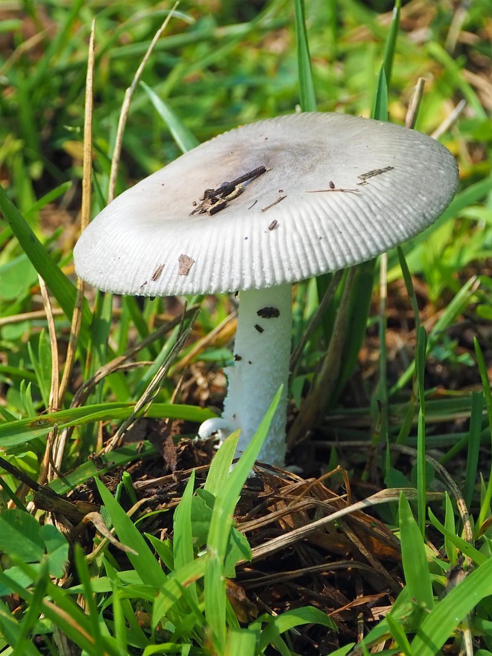 Free Image of Amanita Genus Grisette Mushroom 