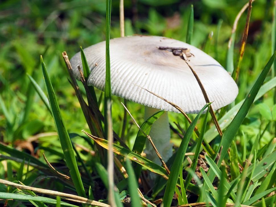 Free Image of Amanita Genus Mushroom 