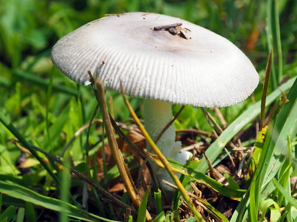 Free Image of Grisette Mushroom 