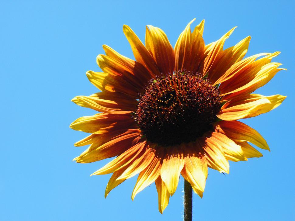 Free Image of Sunflower 