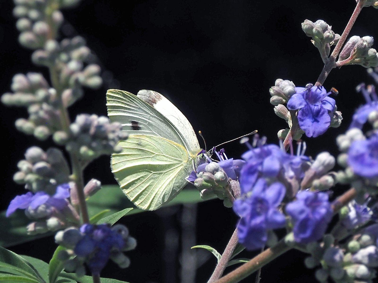 Free Image of Pieris Rapae Butterfly on Texas Lilac Flowers 
