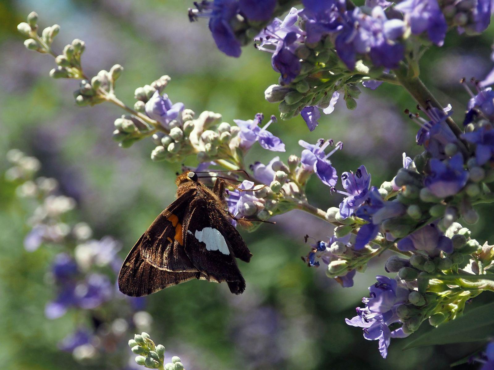 Free Image of Silver-spotted Skipper Butterfly 