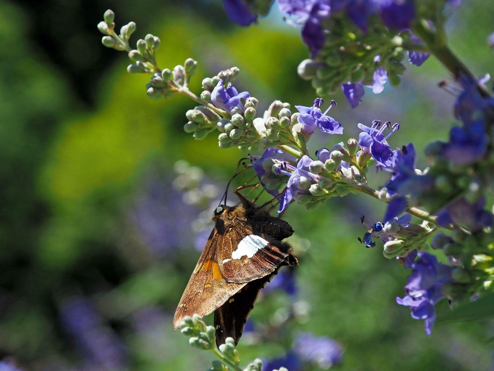 Free Image of Skipper Butterfly on Purple Flower 
