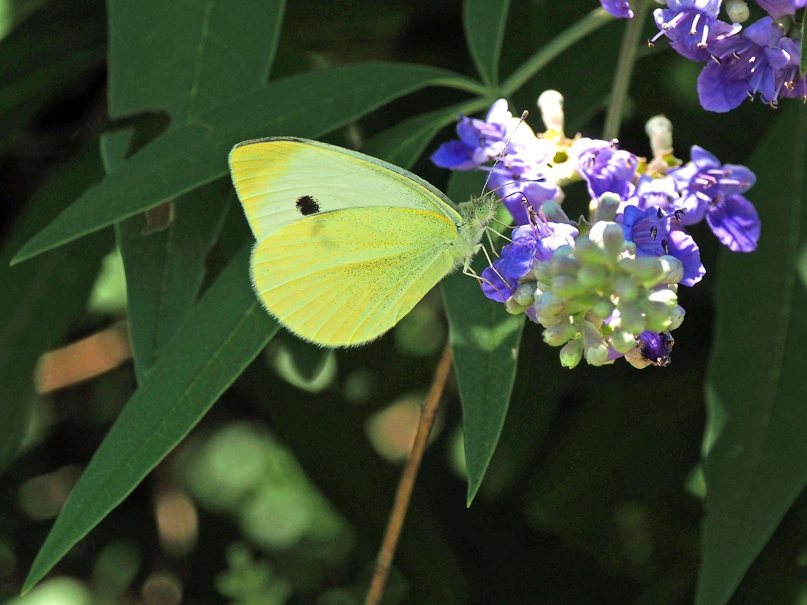 Free Image of Cabbage Whites Butterfly 