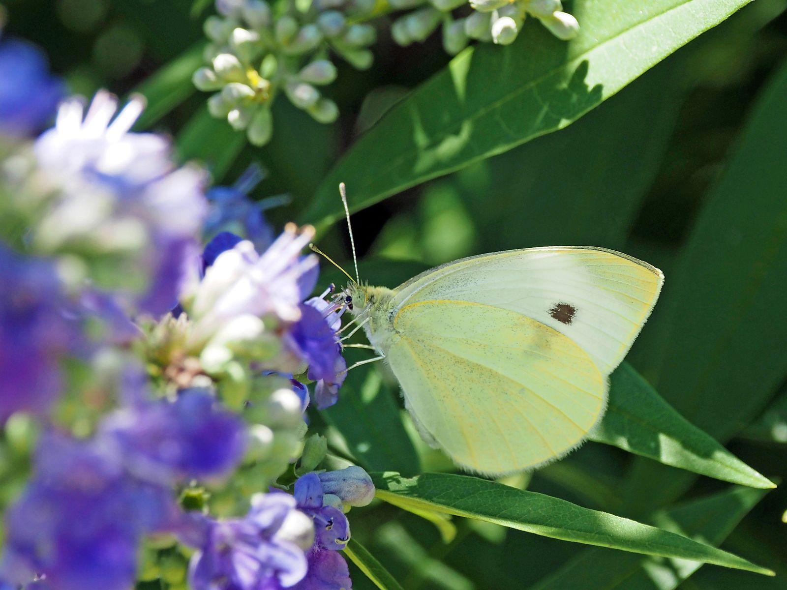 Free Image of Cabbage Whites Butterfly on Texas Lilac Flowers 