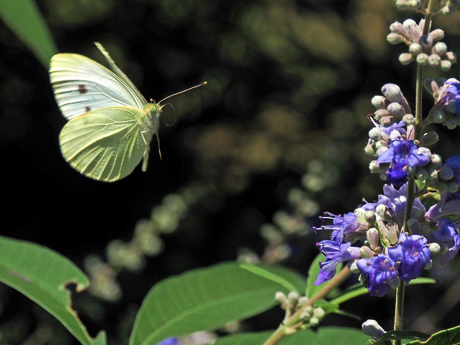 Free Image of Pieris Rapae Butterfly  