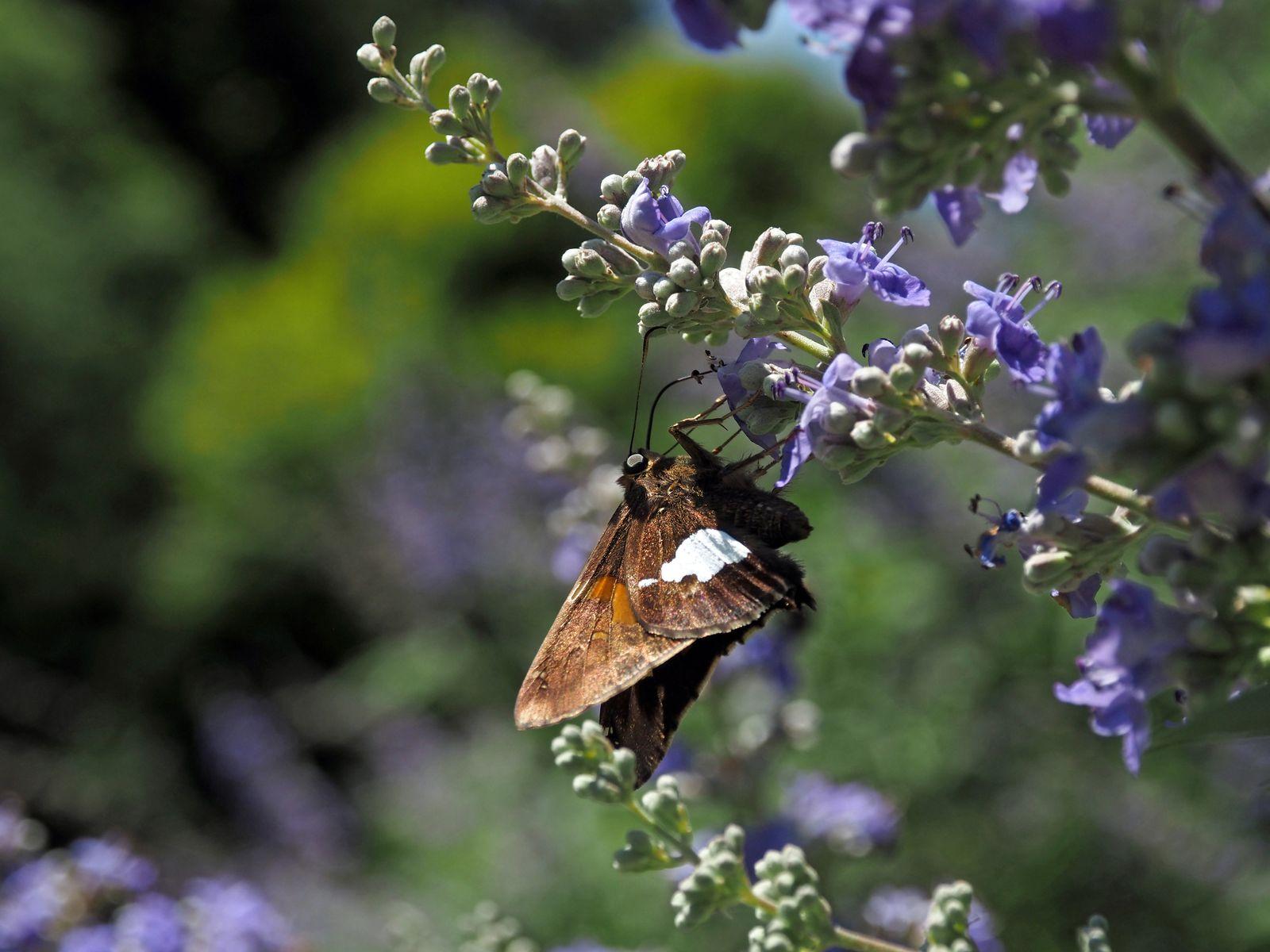 Free Image of Silver-spotted Skipper Butterfly Feeding 