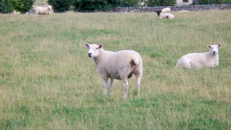 Free Image of Sheep in the feilds  
