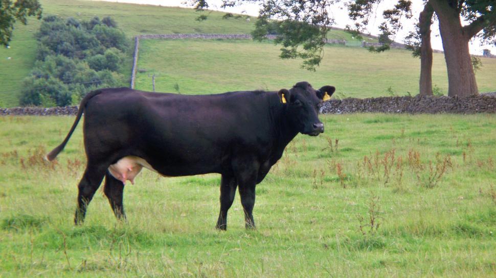 Free Image of Black Cow 