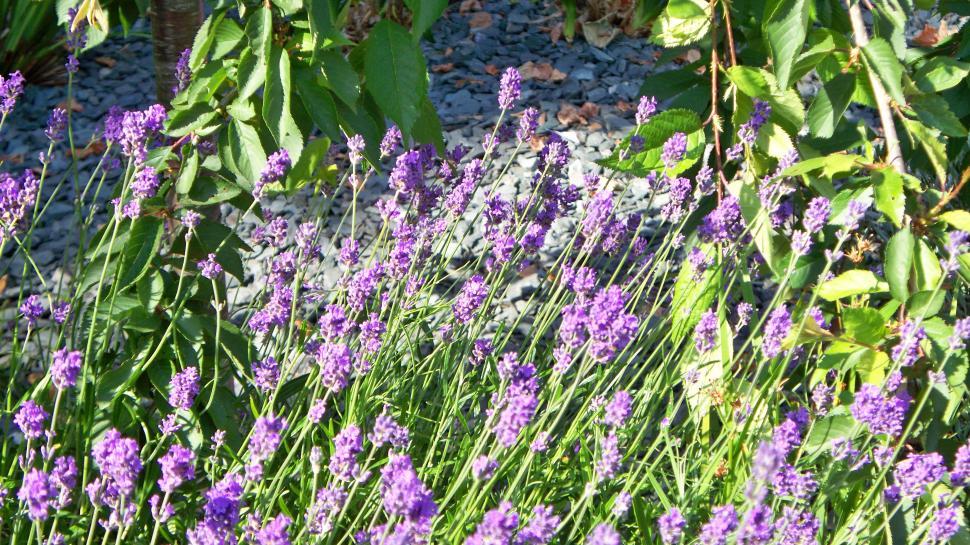 Free Image of Fresh Lavender  