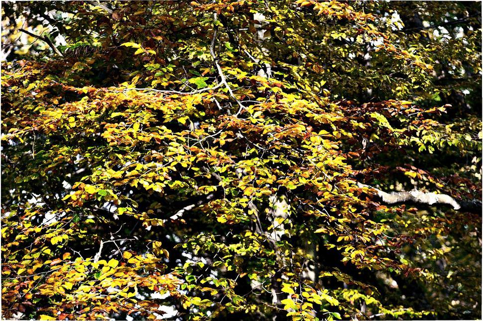 Free Image of Autumn forest 