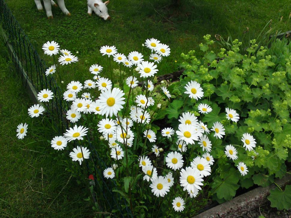Free Image of Summer flowers 