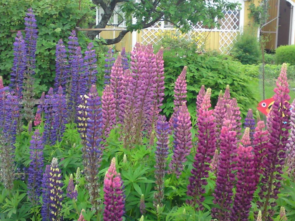 Free Image of Summer flowers 