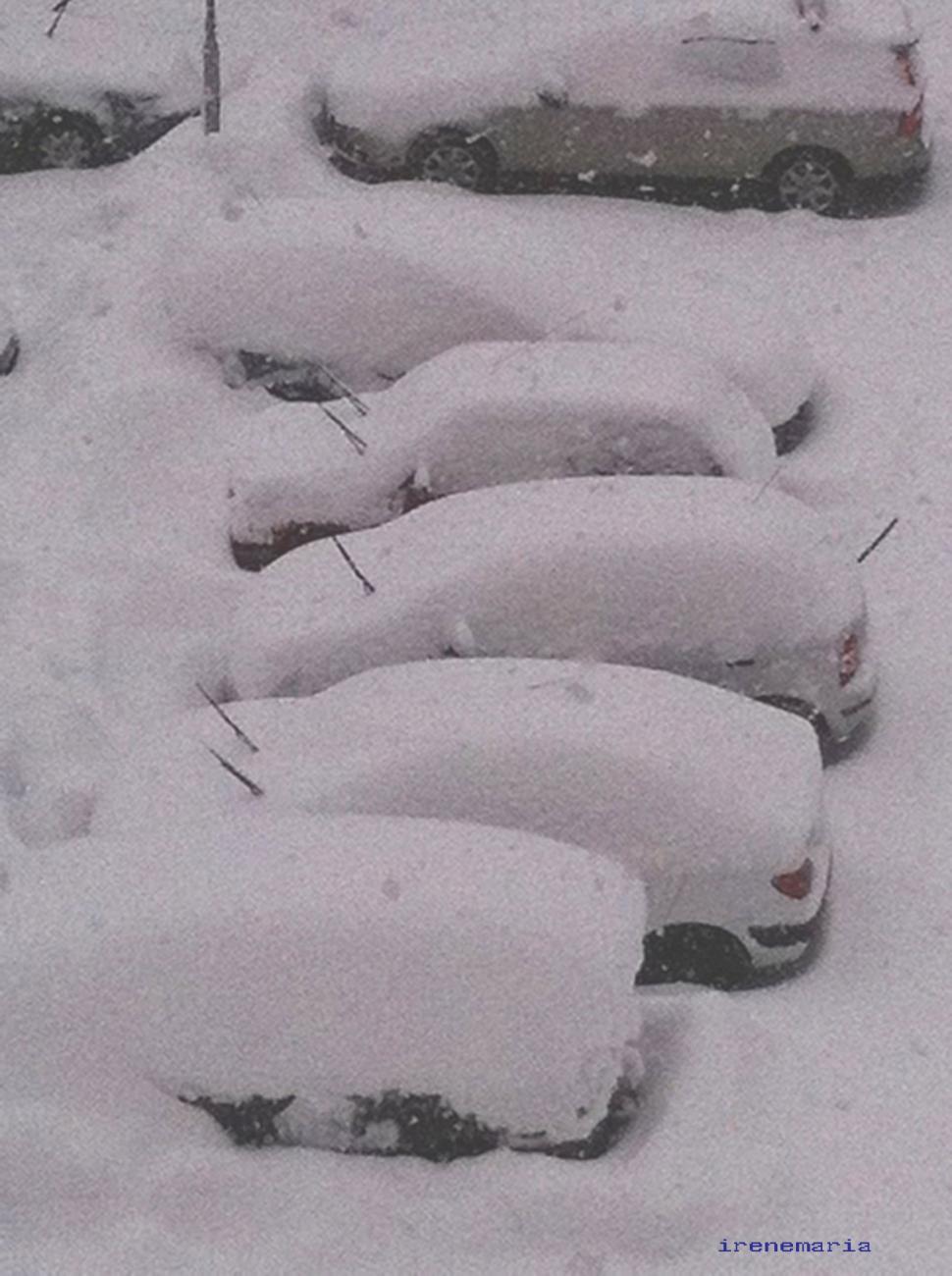 Free Image of Snow and flowers in Sweden 