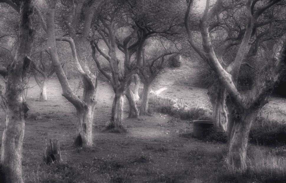 Free Image of the old orchard 
