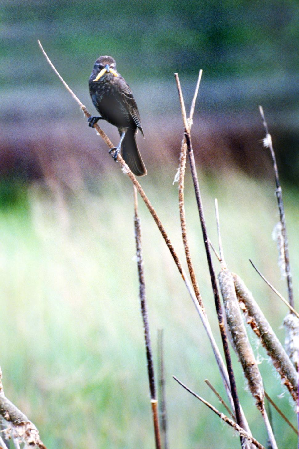 Free Image of Small Bird Perched on Top of Dry Tree Branch 