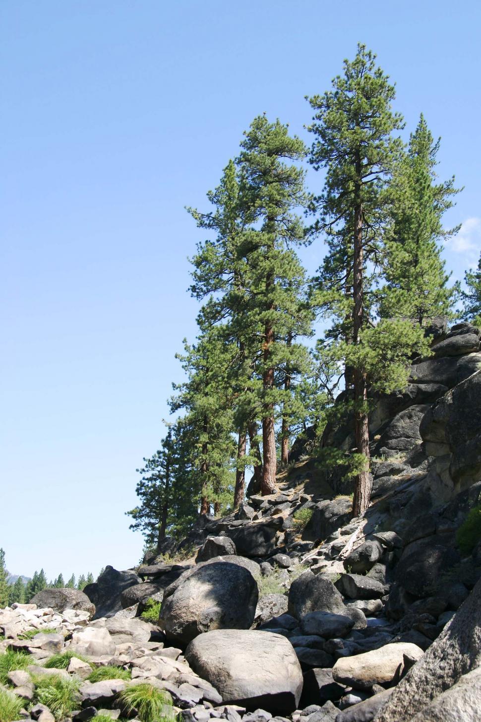 Free Image of Bear Standing on Rocks Near Trees 
