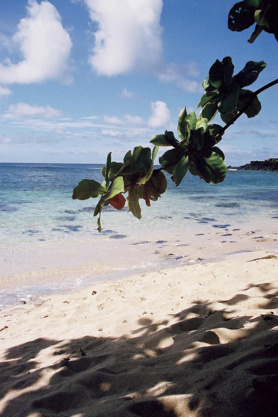 Free Image of Hawaii Trees of Paradise 