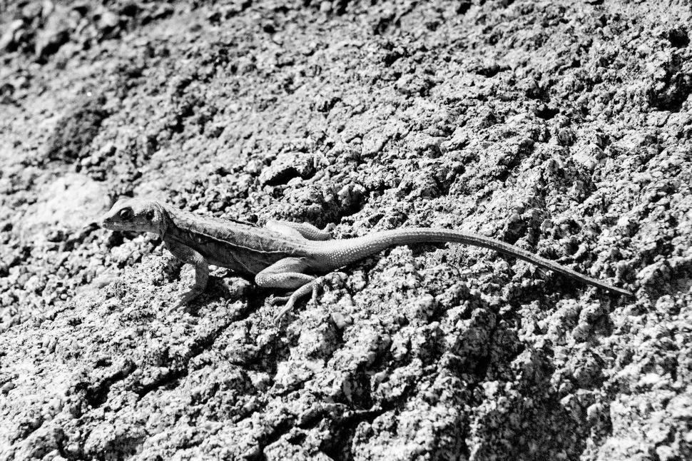 Free Image of Lizard 