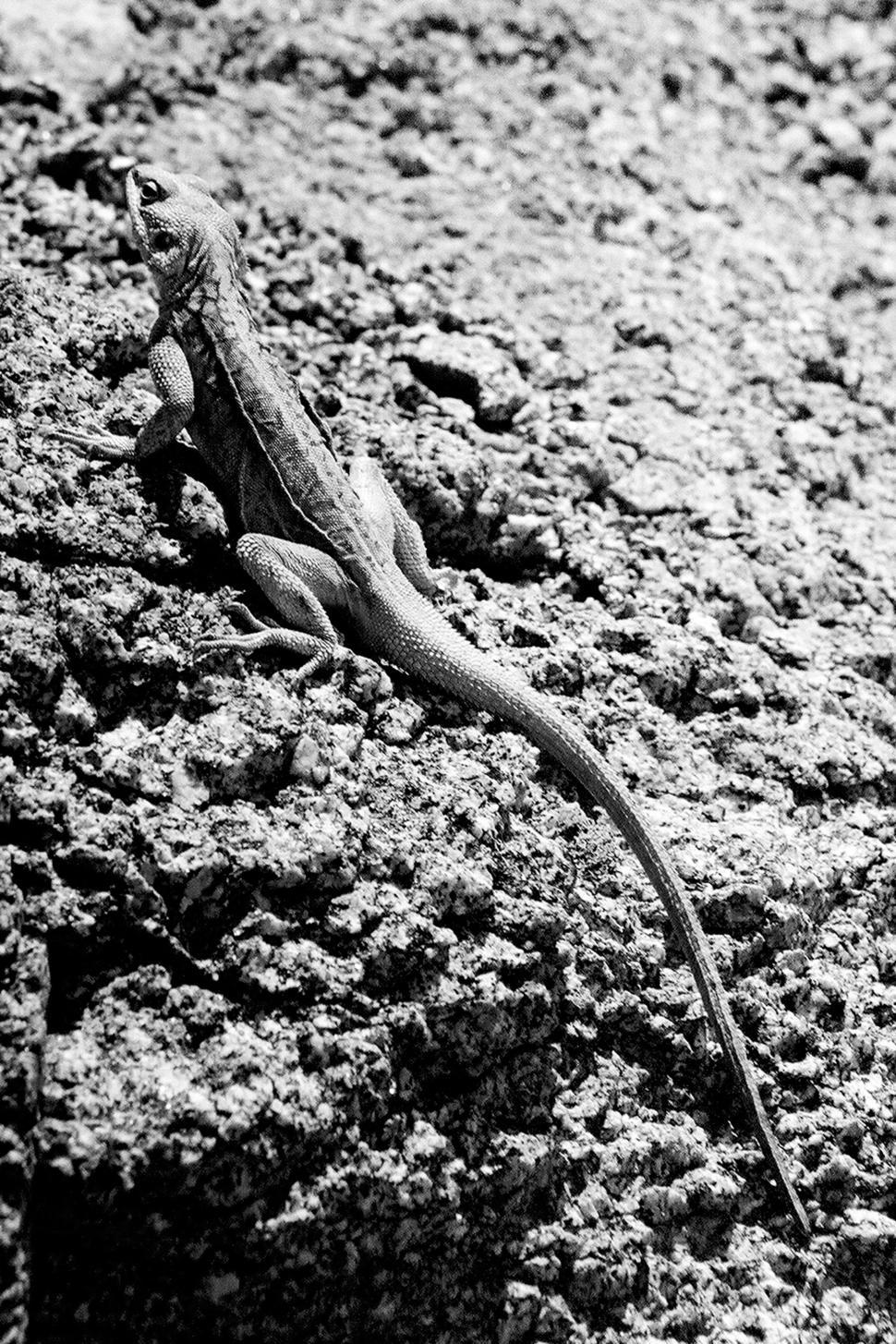 Free Image of Lizard 