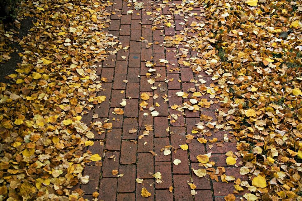 Free Image of Pathway 