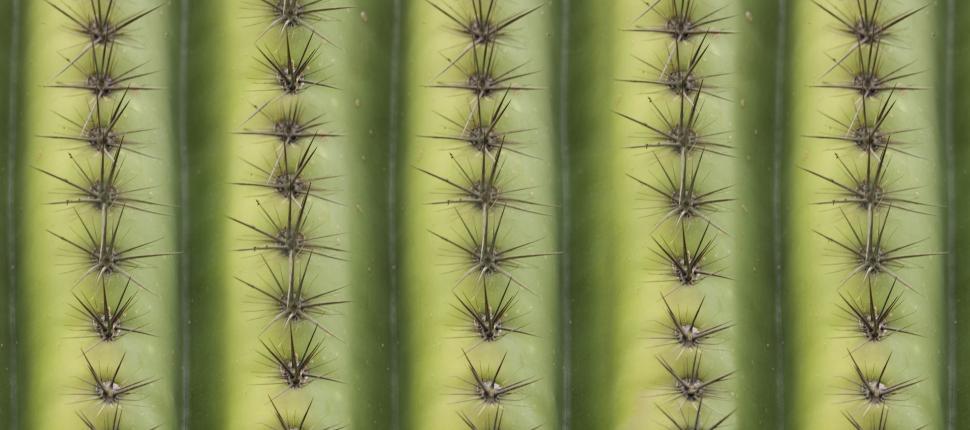 Free Image of cactus thorns 