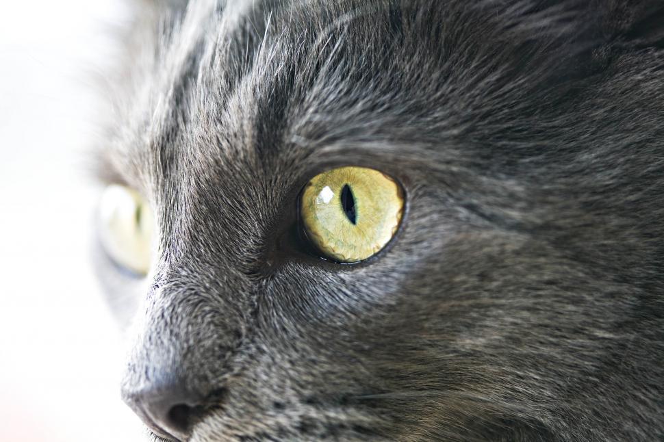 Free Image of Grey cat 