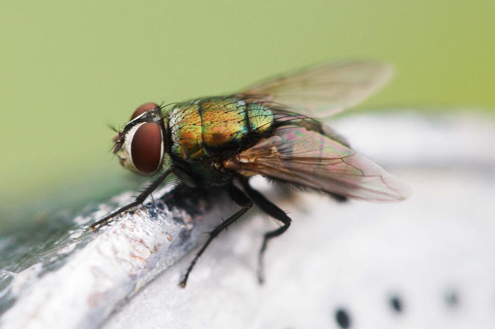 Free Image of House fly macro 